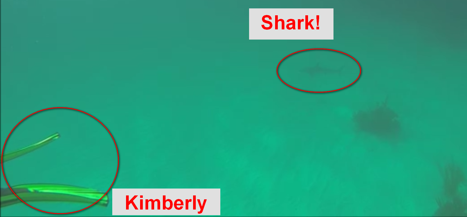 K and shark