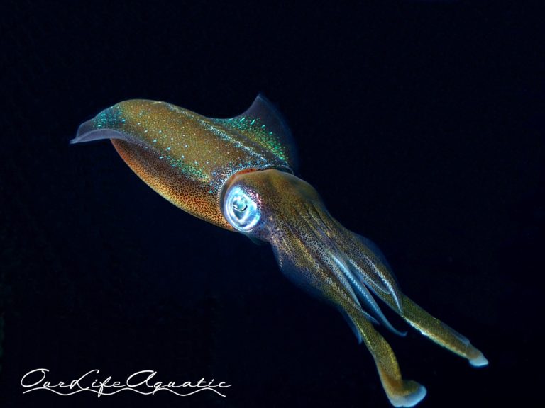 Caribbean Reef Squid