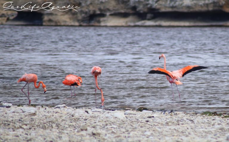 Wild flamingos