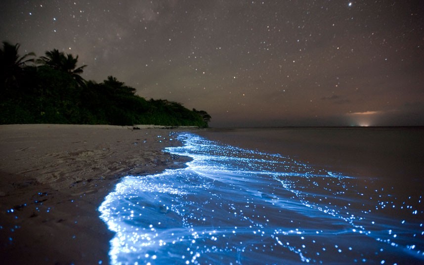 bioluminescent-bay-1
