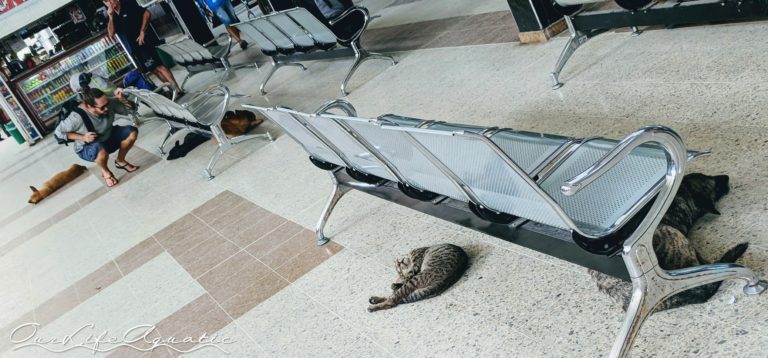 Bus station full of friendly critters