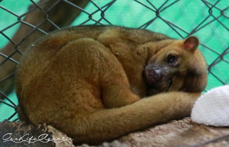 these cuddly kinkajou will rip your face off if you get close