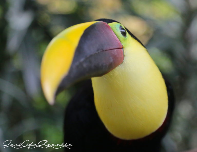 A VERY photogenic toucan