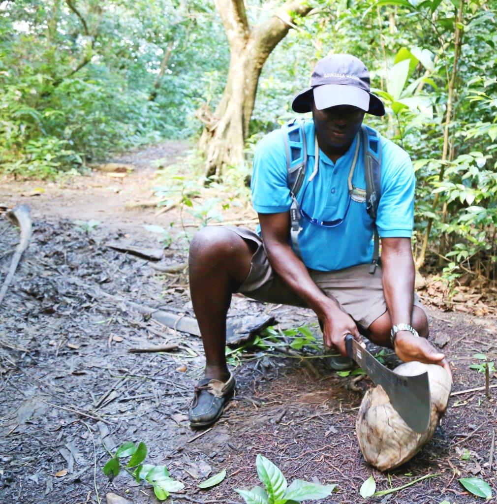 Whacking a coconut with the machete we brought along. Never go on a forest hike without one!