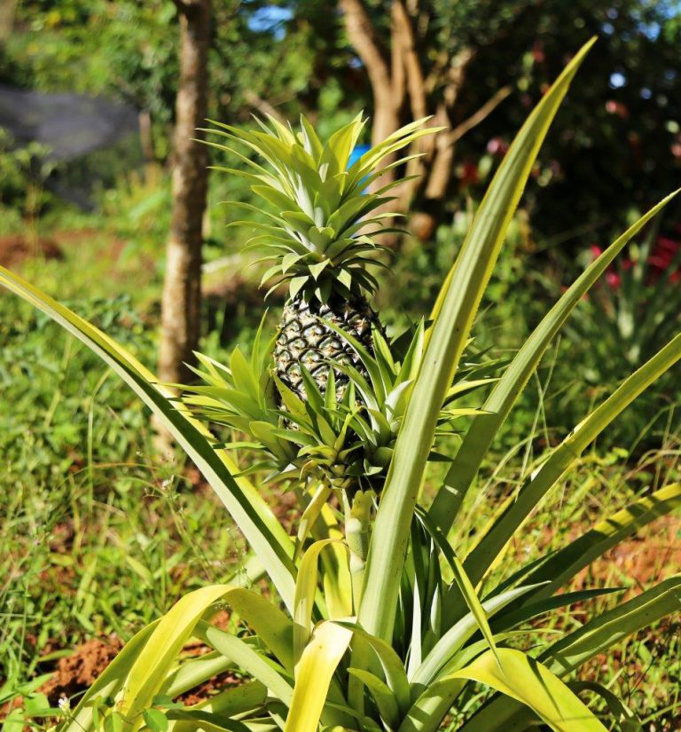 Pineapple grow on the sides of the roads
