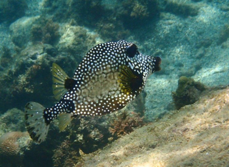 Smooth Trunkfish like to chill in the shade of our hull