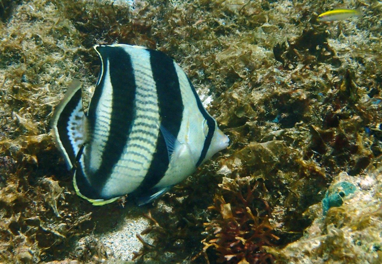 We saw Banded Butterflyfish on almost every dive/snorkel
