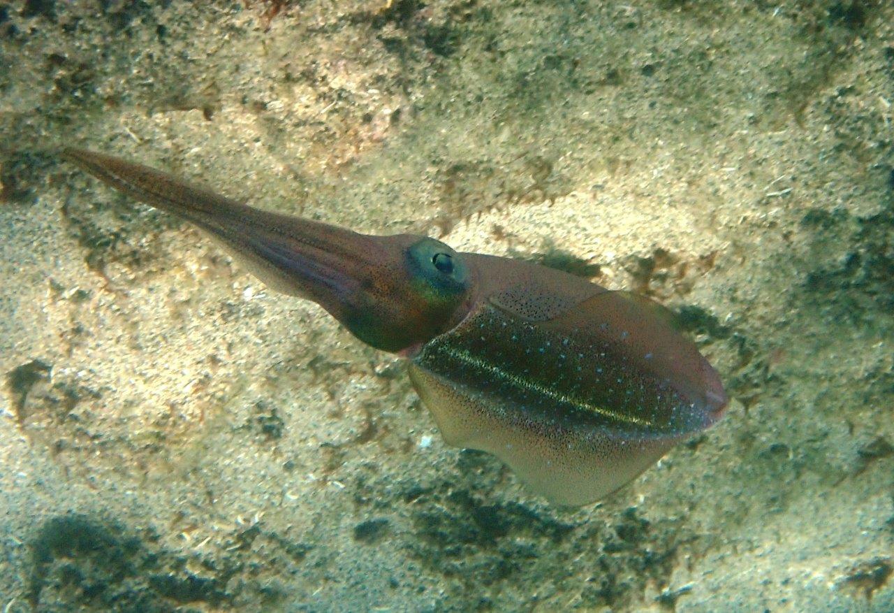 Caribbean Squid abound