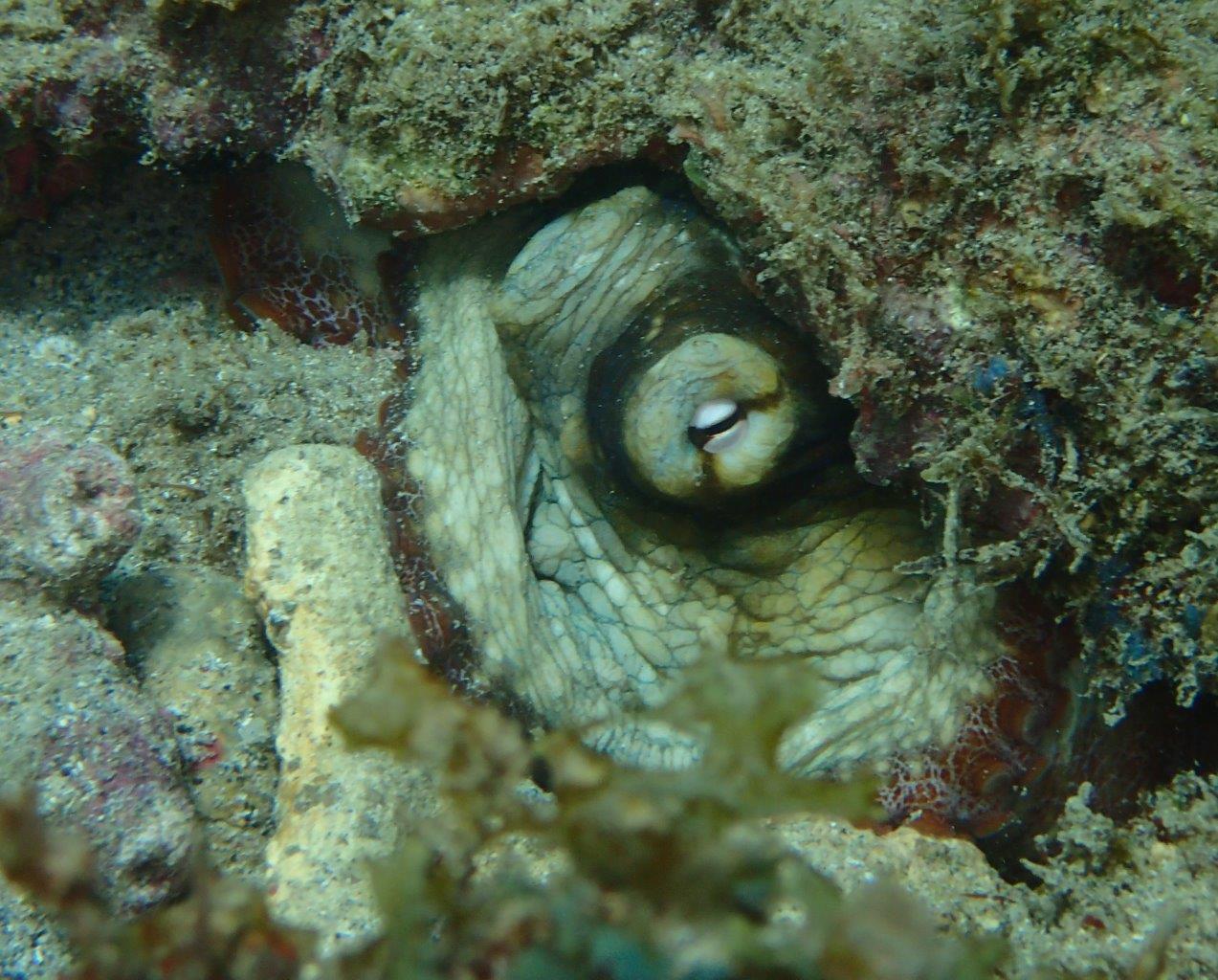 A common octopus trying to hide