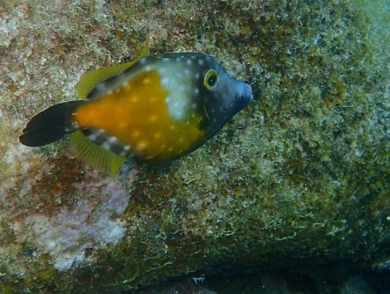 Whitespotted Filefish