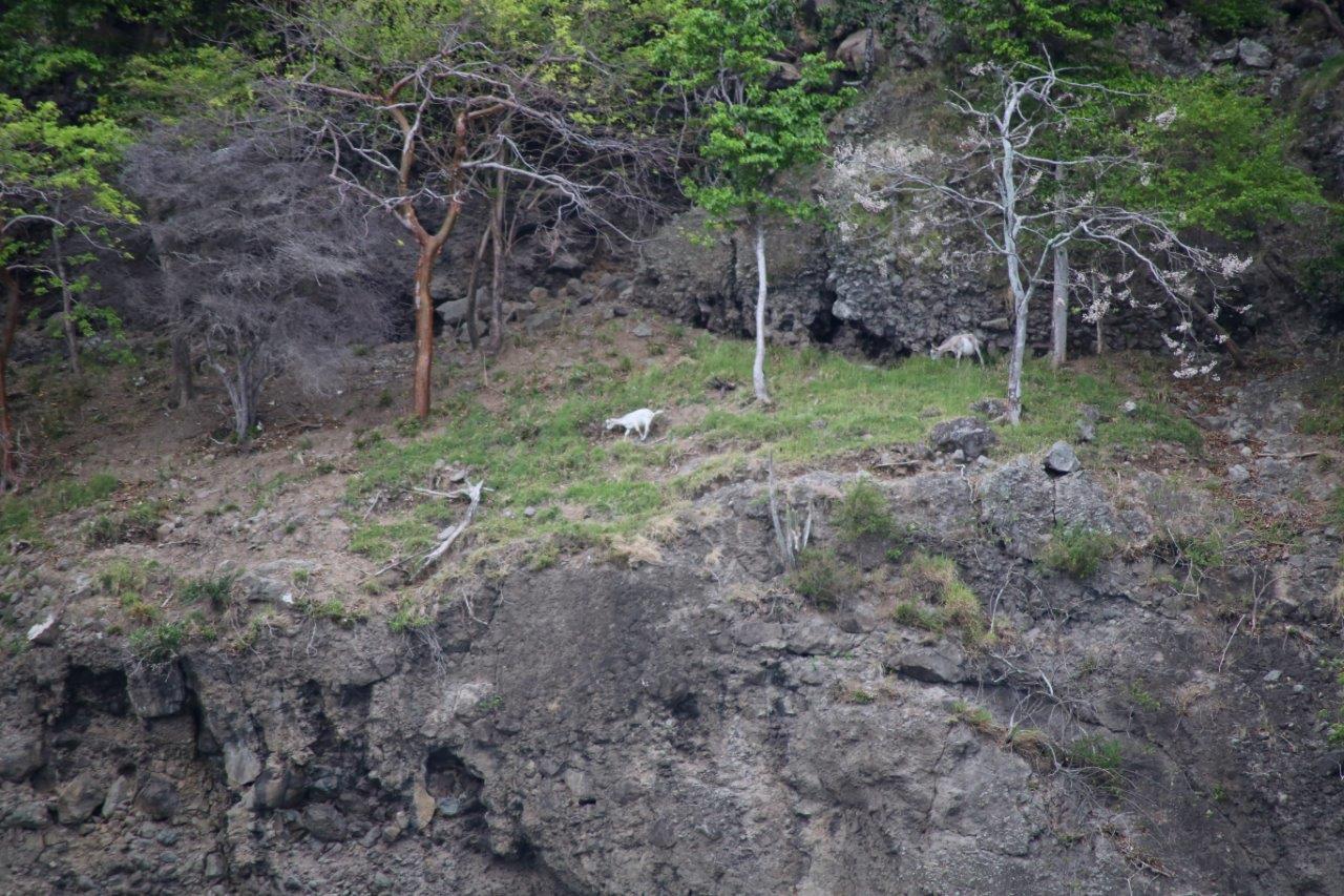 Montserat - Goats (5)