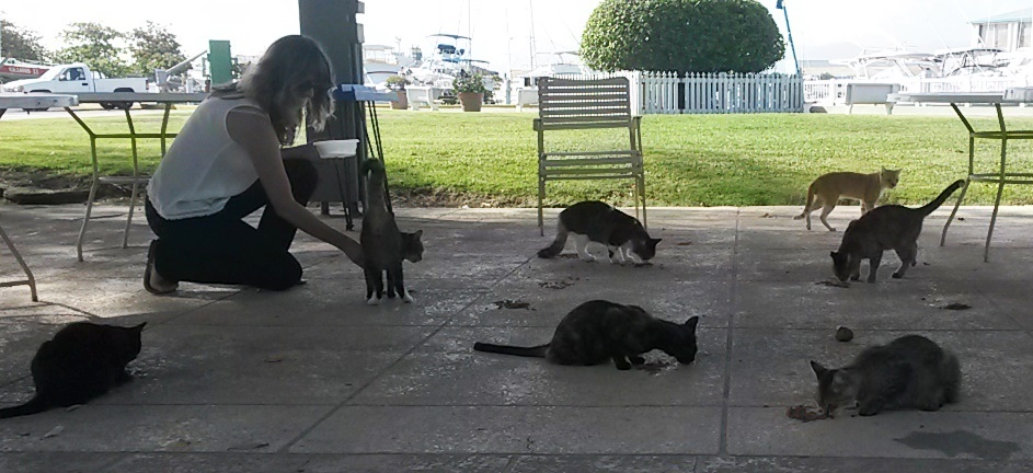 I loved the Ponce crazy cat lady! She'd had all the females spayed, and goes by every day to feed them.