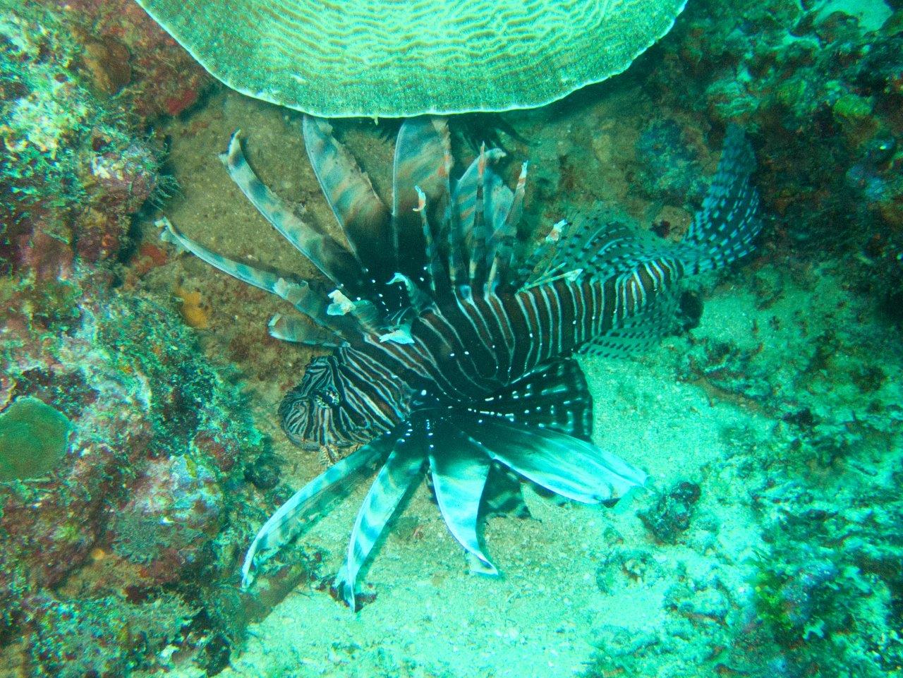 Lionfish, it's what's for dinner!