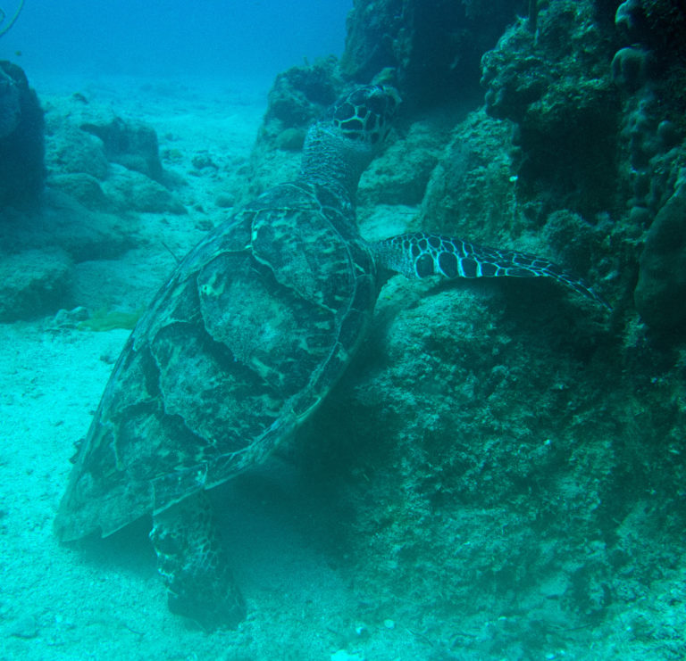 Green Sea Turtle relaxing on the bottom