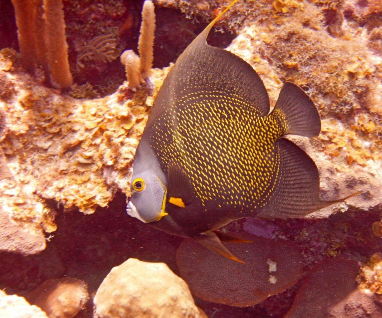 French Angelfish side view