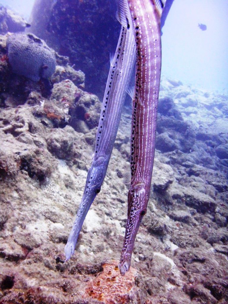 Trumpetfish in vertical position 