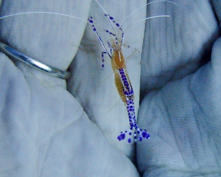 Penderson Cleaner Shrimp