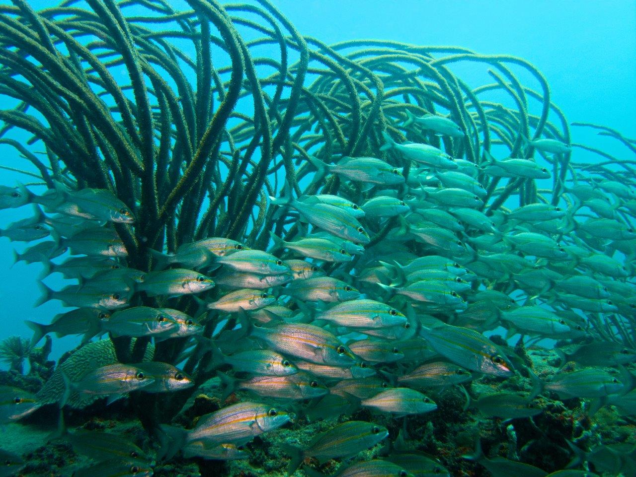School of Tomtates and soft coral