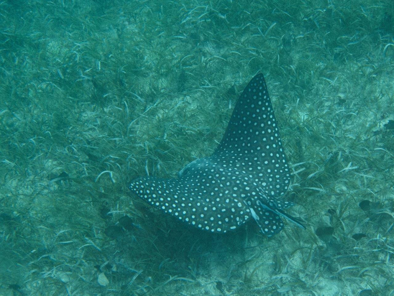 Eagle ray at Creole Rock, Grand Case
