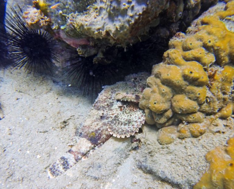 Scorpionfish hiding
