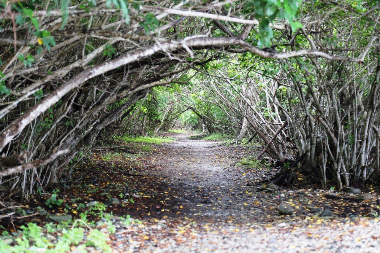 A natural mangrove "tunnel" in the Virgin Islands National Park