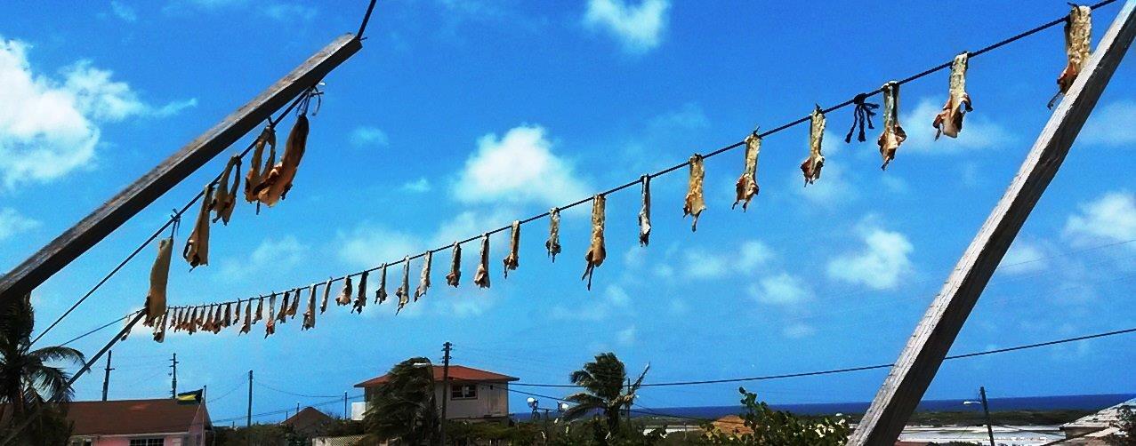 conch drying