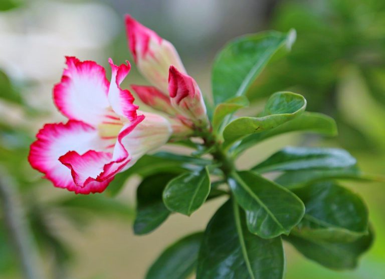 The flowers of the USVI "First Ladies' Garden"