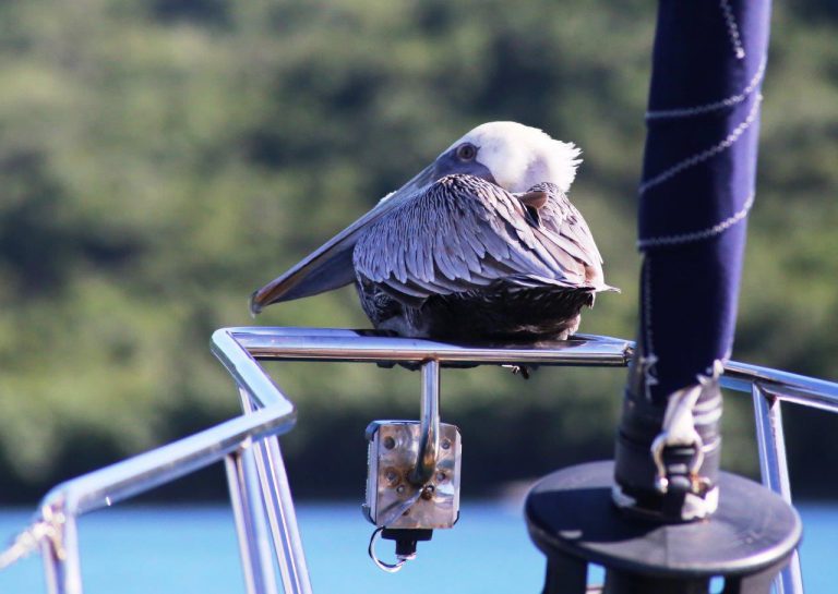 Relaxing on our bowsprit