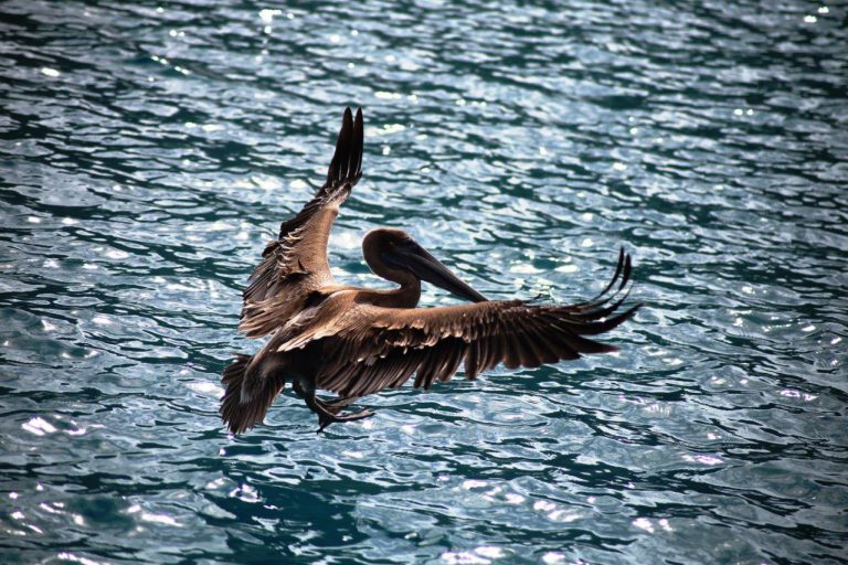 Pelicans visited us every day in St. John